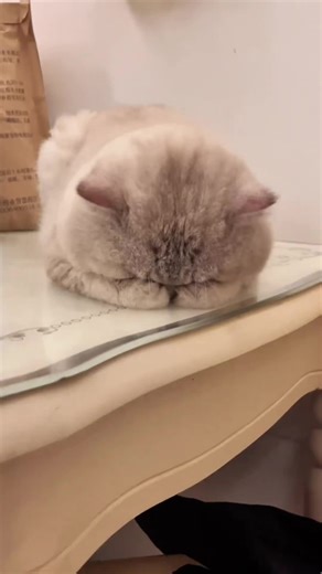 #foryou #fyp #pet #pets #cat #cats #petsoftiktok #catstiktok #kitty