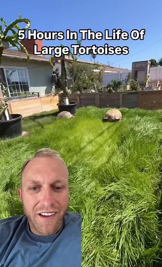 Giant Desert Tortoises Time-Lapse Yard Cleaning | California Landscaping