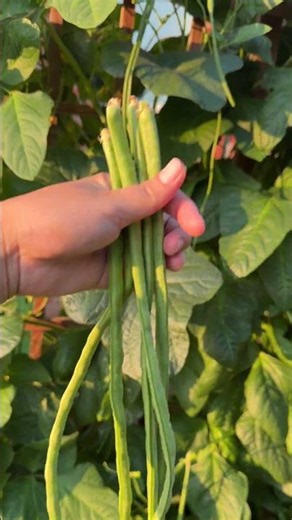 Fresh string beans from my garden