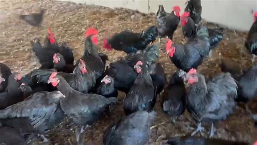 Breeding Chickens for Egg Production: A Comprehensive Guide 🥚 Traits to Avoid 🚫 1.Broodiness 🙅‍♀️: ✨Hens that go broody can significantly reduce egg production. ✨Broodiness is a natural behavior, but it can be detrimental to commercial egg production. -✨A broody hen will sit on eggs for 6-9 weeks or more, and some breeds are more prone to broodiness than others. ✨Avoid broody breeds if you’re looking for good egg layers. 2. Heavy Bodies ⚖️: ✨Those hens with great big bodies aren’t the best la