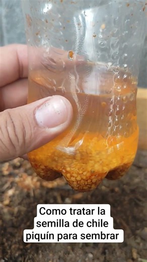 How to treat piquin chili seeds #piquinchile #piquin #chilechiltepin #garden #chile #vegetablegarden