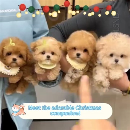 🎄 Cutest Christmas Gift Idea 2026! ✨ Adorable Puppy Toy Unboxing 🎁