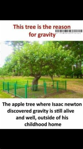 Write Book Official on Instagram: "The tree is the reason for gravity...."