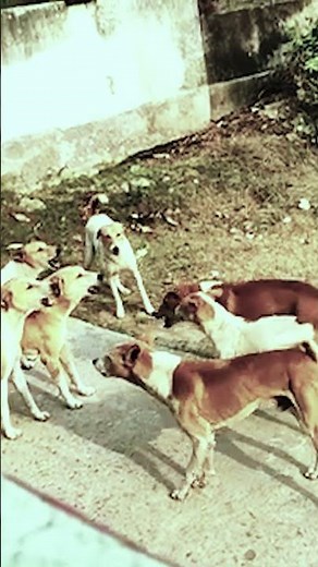 Dogs fighting | Dog Drama on Indian Streets 🐕⚡ | #dogsfighting #dogvsdog