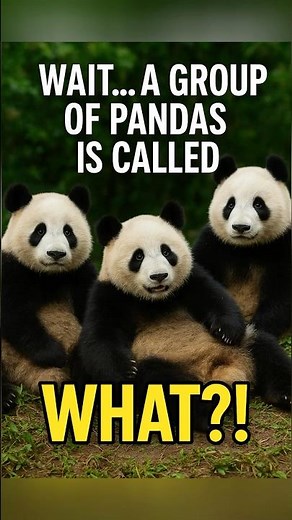 Why Group of Pandas is called an Embarrassment