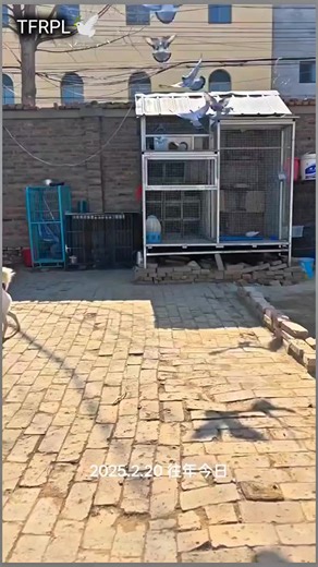 Smart Trap Training for Racing Pigeons in a Small Loft