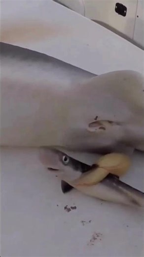 Sharks Lay the Biggest Eggs on Earth?! 🦈🥚