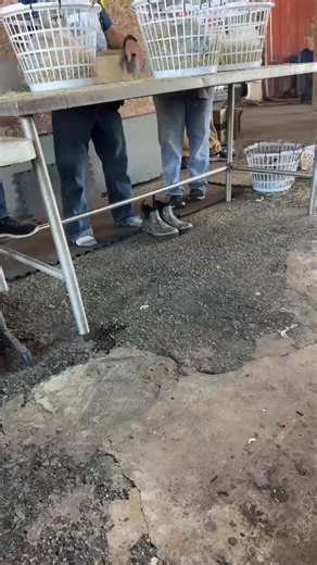 R & R Goat and Livestock Auction on Reels