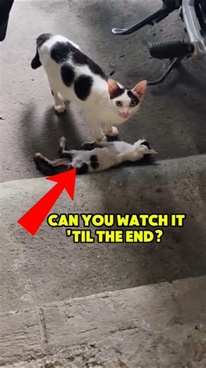 Try Not to Cry Watching This 💔 #shorts #cat #viral