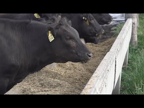 How Full-Blood Wagyu Is Cultivated At Mayura Station In Australia