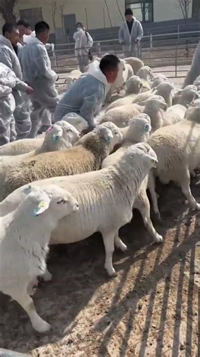 Commercial potential of Dorper sheep in Bangladesh
