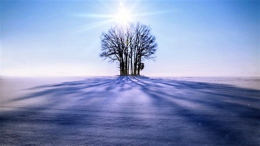 Trees, Beautiful Wallpaper, Winter. Free Stock Video