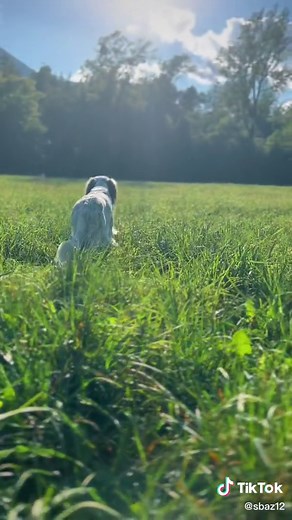 #sbaz12 #setter #englishsetter #setteringlese #full