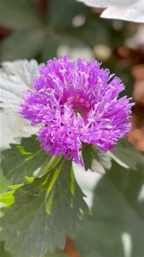 Brazilian button flower (Centratherum punctatum) or lark daisy or Brazilian bachelor's button.