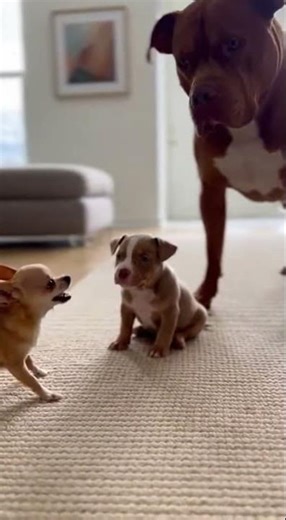 Unlikely Best Friends: Pitbull & Chihuahua Go Crazy Playing! 🐾🤣