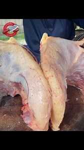 137K views · 531 reactions | Meat cutting: meditation in motion 律‍♂️ #reelsfypシ #cuttingskill #beef #beefcutting | Cutting Skill | Facebook
