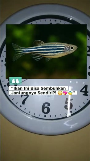 uniqueness of zebra fish #facts