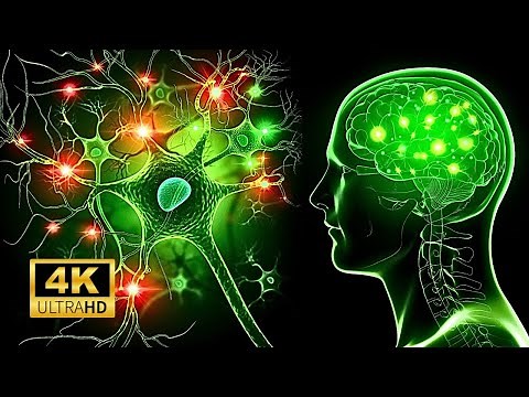 Nervous System Explained In Less Than 5 Minutes!