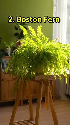 Indoor plants that are safe for your cat.