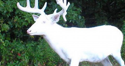 Nature: White deer