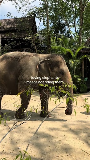 Got to experience these beautiful creatures the way it should be. No rides, no chains… just watching them peacefully. If a “sanctuary” offers rides or uses chains, it’s worth doing a little more research. I’m so glad we chose this sanctuary. Such an amazing experience. ❤️🐘 #elephants #ethicalelephantsanctuary #phuketelephantsanctuary #thailand