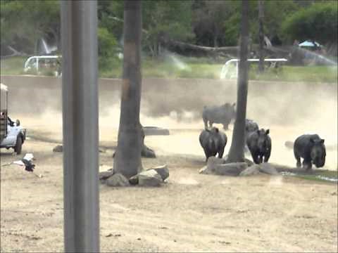 Rhino Stampede