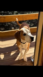 7.9K views · 146 reactions |  Ain’t Nothin’ But a Hound Dog… Wait,...