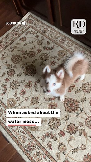 381K views · 6.7K reactions | This puppy is guilty, but still really cute! #dogs #cutedogs #cutedogvideos | Reader's Digest | Facebook