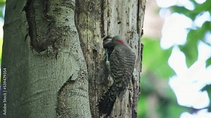 The Northern flicker (Colaptes auratus) nesting in Wisconsin. North American bird.