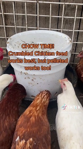 DIY Chicken Feeder with a Used Bucket