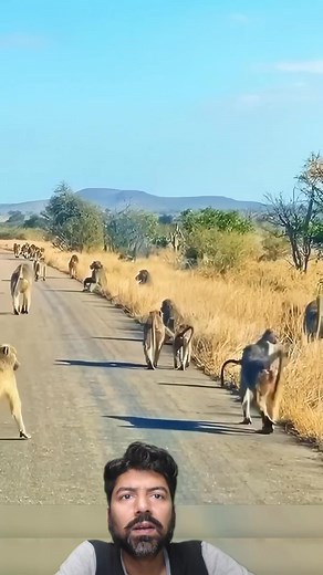 21K views · 134 reactions | Heroic Alpha Male Baboon Leader 﫡 | Baby PravyanMom | Facebook
