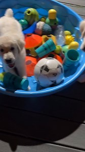 Did you know your puppy might not even SEE half the toys you buy? 🧐 Unlike humans, dogs see the world differently. They don’t see red or green clearly—they mostly seeblue and yellow! That means your puppy might ignore a red toy simply because... they don’t see it the way you do. Training Tip: Use blue and yellow toys for training, fetch, and playtime—your puppy will engage more because they can actually see them! This small change makes a BIG difference! Tag a friend who needs to know this! Fol