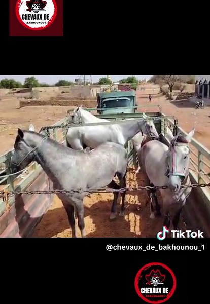 #CapCut #CourseDeChevaux #Bakhounou #Chevaux #Equitation #ViralTikTok #PourToi #FYP #TikTokViral #ChevalPassion #Tradition #CourseTraditionnelle #BeautéDuCheval #HorseRacing #HorseLovers #CultureEtTradition #Spectacle