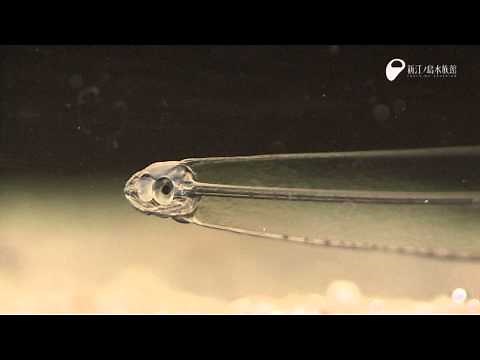 レプトケファルス幼生 - Leptocephalus