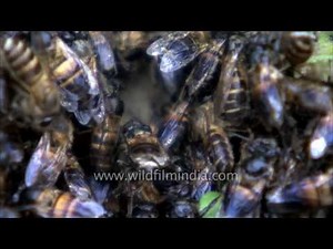 Colony Collapse Disorder: bees are dying!