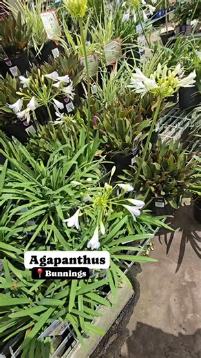 Agapanthus are perfect for the beginner gardener as they require low maintenance and will grow without any fuss. But I decided not buy one as I feel is not suited in my garden. #ordinarilyspecial #BunningsFinds #agapanthus | Cucina de Patio
