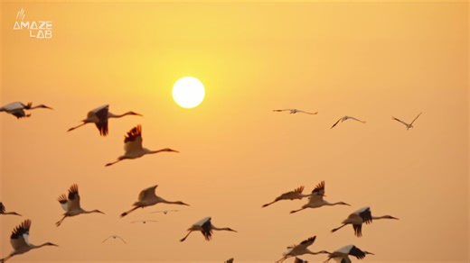These parrots learned to speak two languages — and it’s helping save their species