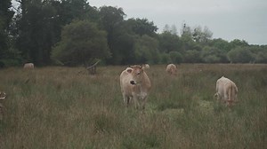 Limousine cows. Cattle in french prairie. Brown cows of French La Maraishine cattle breed graze pasture in northern French region of Brittany. Free range, organic cattle farming and agriculture.