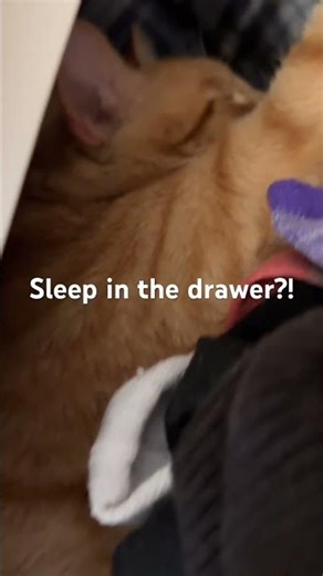 #cat Tango you can"t hide in the drawer!