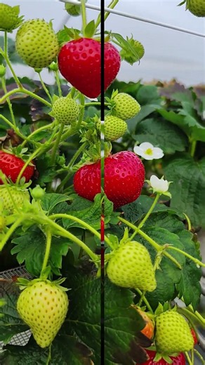 Erdbeeren und Himbeeren | Pflücken ohne Bücken! | Сбор клубники и малины !