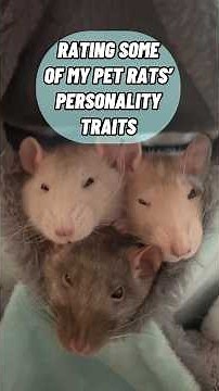 Rating My Pet Rats’ Personality Traits
