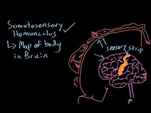Somatosensory Homunculus
