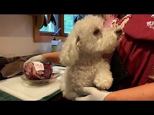 Slow cooker beef hearts, especially good for a Senior dog!