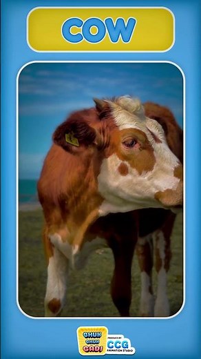 Cow Sound 🐄 Moo Moo Song for Kids