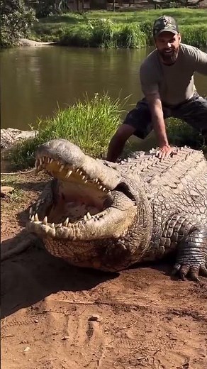 Terrifying sound made by Henry, the world’s oldest crocodile at 124 Years Old