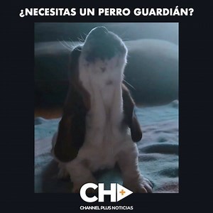 64K views · 5.3K reactions | Channel Plus Noticias - Periodismo Digital | CNC Plus | Facebook