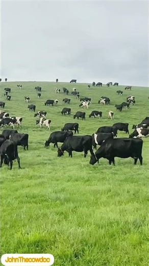 Farm cows enjoying fresh green field.#cow #farming #animals