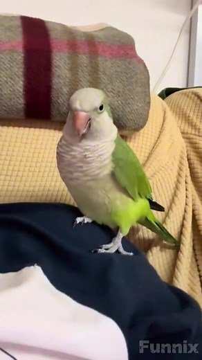 Talking Parrots: Hilarious Moments with Funny Birds