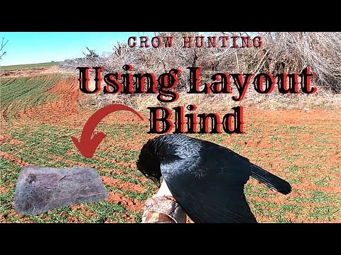 Crow Hunting -- Using Homemade Layout Blind