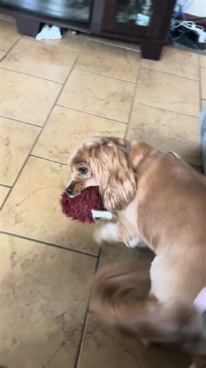 Puppa doesn’t like to give up her toys. 😂🐶😂 #dog #puppa #dogshorts #cockerspaniel/kingcavalier
